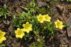 Moraea galaxia