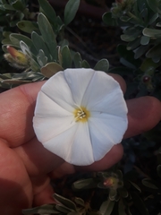Convolvulus