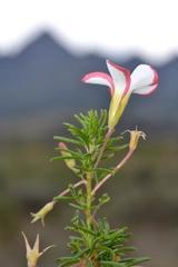 Oxalis tenuifolia