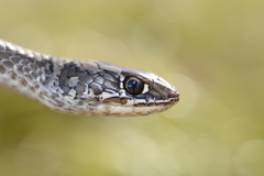 Psammophis crucifer