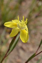 Moraea bituminosa