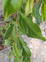 Morinda royoc