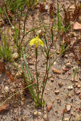 Moraea bituminosa