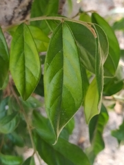 Morinda royoc