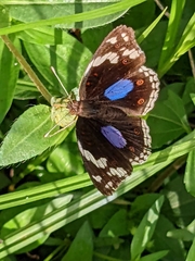 Junonia oenone oenone