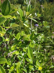 Sideroxylon alachuense