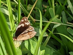 Junonia oenone oenone
