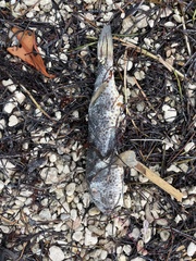 Sphoeroides testudineus