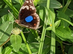 Junonia oenone oenone