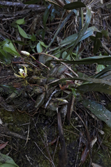 Maxillaria picta