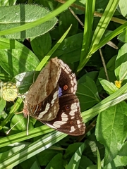 Junonia oenone oenone