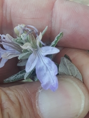 Teucrium fruticans