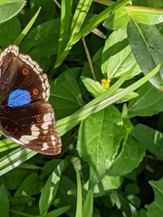 Junonia oenone oenone