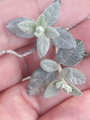 Teucrium fruticans