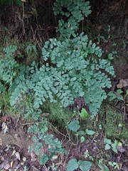 Adiantum