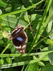 Junonia oenone oenone