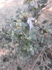 Teucrium fruticans