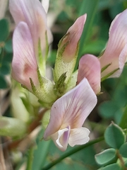 Astragalus monspessulanus monspessulanus
