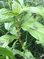 Koenigia polystachya