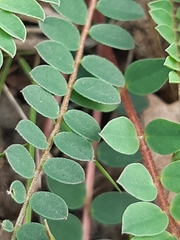 Astragalus monspessulanus monspessulanus