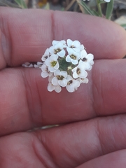 Lobularia maritima maritima