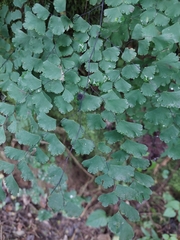 Adiantum