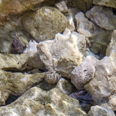 Image of Puperita pupa