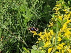 Junonia oenone oenone