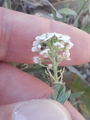 Lobularia maritima maritima