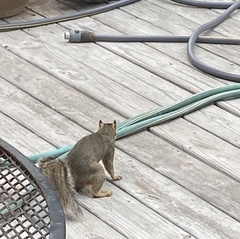 Sciurus niger limitis