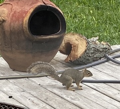 Sciurus niger limitis