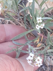 Lobularia maritima maritima