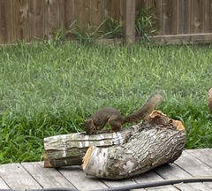 Sciurus niger limitis