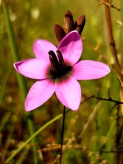 Ixia versicolor