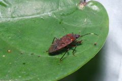 Neolethaeus assamensis