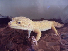 Eublepharis macularius