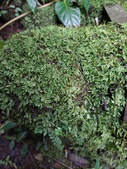 Bryophyta