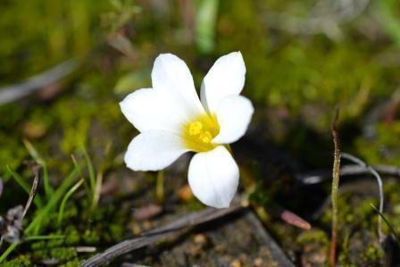Moraea albiflora