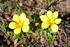 Moraea galaxia