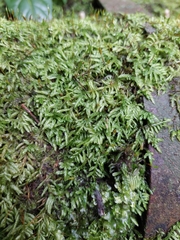 Bryophyta