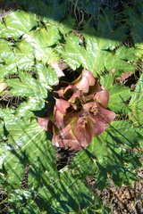 Arctopus monacanthus