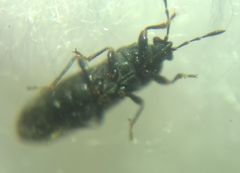 Dimorphopterus spinolae