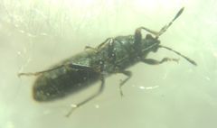 Dimorphopterus spinolae