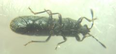 Dimorphopterus spinolae