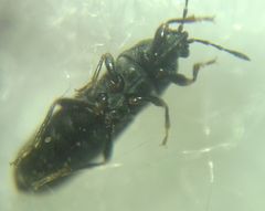 Dimorphopterus spinolae