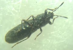 Dimorphopterus spinolae