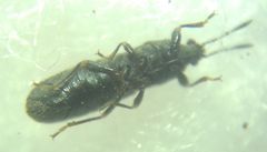 Dimorphopterus spinolae