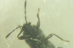 Dimorphopterus spinolae