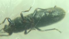 Dimorphopterus spinolae