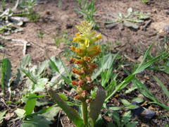 Lachenalia lutea